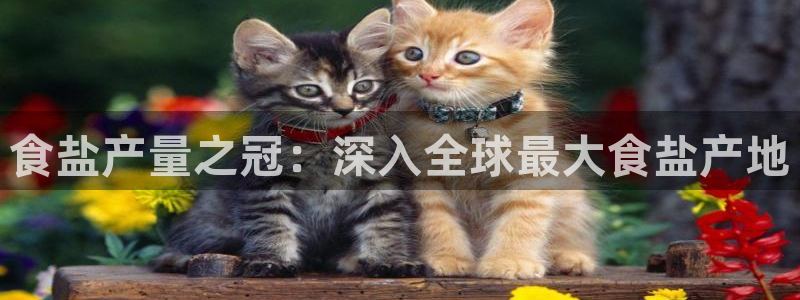 威九国际网站传媒招聘